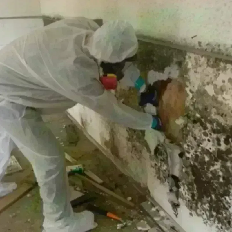 Mold Remediation and Removal in Coon Rapids, IA